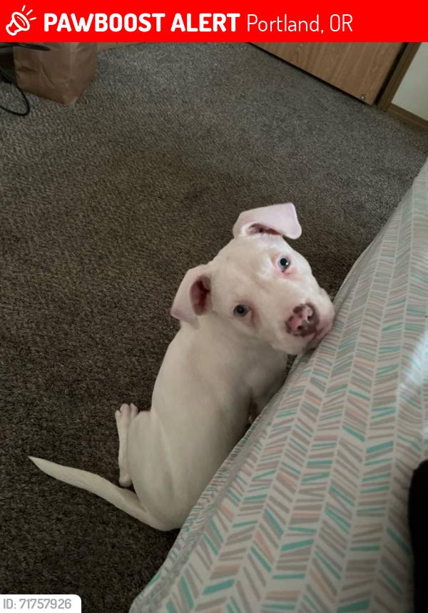 Lost Female Dog last seen 72nd and se foster, Portland, OR 97216