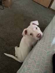Lost Female Dog last seen 72nd and se foster, Portland, OR 97216