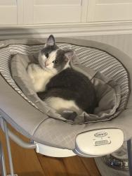 Lost Female Cat last seen Hacienda dr and Emerson , Fresno, CA 93705
