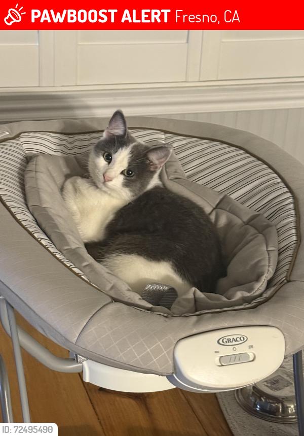 Lost Female Cat last seen Hacienda dr and Emerson , Fresno, CA 93705