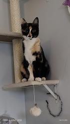 Lost Female Cat last seen 21st Taylor , Ogden, UT 84401