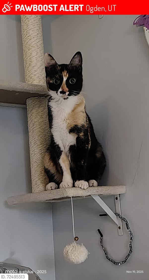 Lost Female Cat last seen 21st Taylor , Ogden, UT 84401