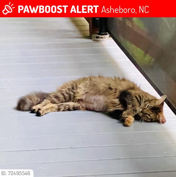 Lost Female Cat last seen East side of Lake Lucas before (south of) the bridge. , Asheboro, NC 27350