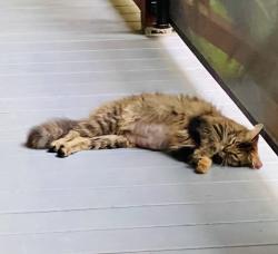 Lost Female Cat last seen East side of Lake Lucas before (south of) the bridge. , Asheboro, NC 27350