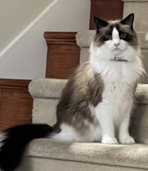 Reunited Male Cat last seen Wallingford Studios, Seattle, WA 98103
