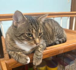 Lost Male Cat last seen Close to Taco Bell, Hickory Hills, IL 60457
