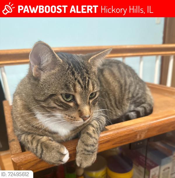 Lost Male Cat last seen Close to Taco Bell, Hickory Hills, IL 60457