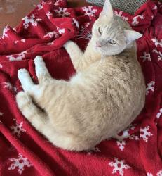 Lost Male Cat last seen SW 11th Street and 103rd Place, Miami, FL 33174