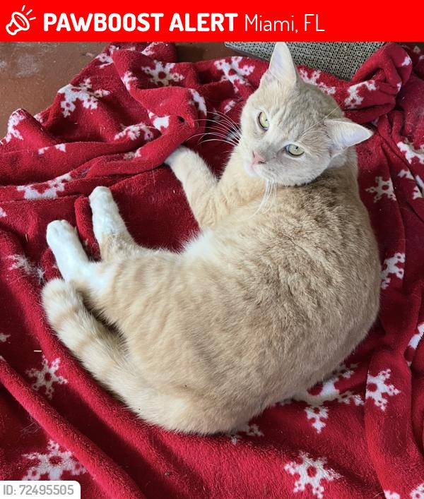 Lost Male Cat last seen SW 11th Street and 103rd Place, Miami, FL 33174