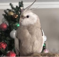 Lost Male Bird last seen Casa Romana, 8th St, Hully Ave, Elm Ave, and Yucca Ln with Linden Square next to the Smart & Final, Carpinteria, CA 93013