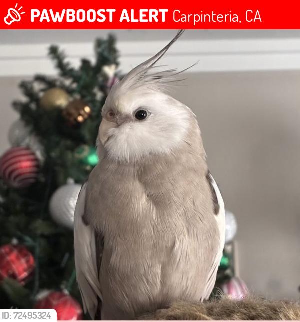 Lost Male Bird last seen Casa Romana, 8th St, Hully Ave, Elm Ave, and Yucca Ln with Linden Square next to the Smart & Final, Carpinteria, CA 93013