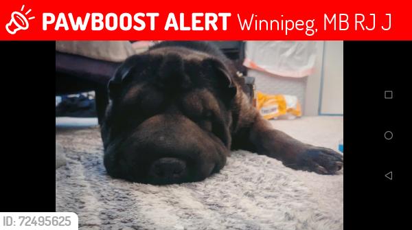 Lost Male Dog last seen Near Ronald Street , Winnipeg, MB R3J 3J3