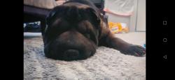 Lost Male Dog last seen Near Ronald Street , Winnipeg, MB R3J 3J3