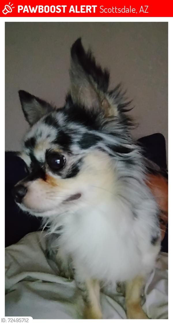 Lost Male Dog last seen Near East Cactus Wren Rd and N Alma School Road , Scottsdale, AZ 85256