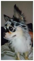 Lost Male Dog last seen Near East Cactus Wren Rd and N Alma School Road , Scottsdale, AZ 85256
