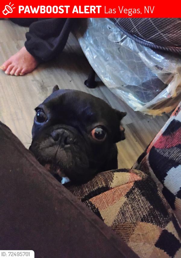 Lost Male Dog last seen Behind the Strat. Employee Parking at the Strat. Fairfield St, Las Vegas, NV 89102