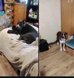 Lost Female Dog last seen Morristown tn, Maynardville, TN 37807