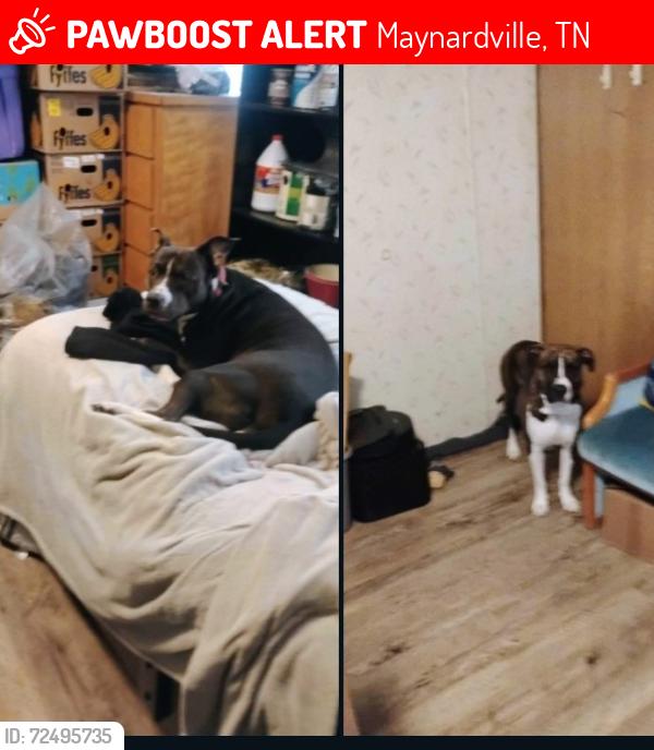 Lost Female Dog last seen Morristown tn, Maynardville, TN 37807