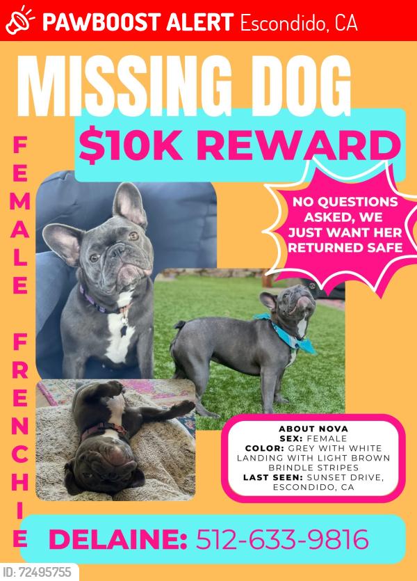 Lost Female Dog last seen Sunset Dr Escondido CA, Kit Carson, CA 92025