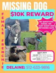 Lost Female Dog last seen Sunset Dr Escondido CA, Kit Carson, CA 92025