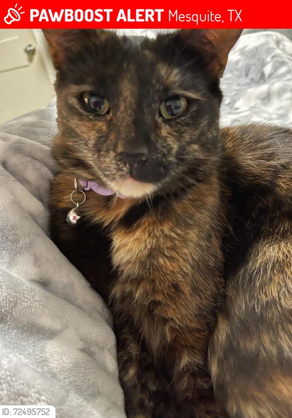 Lost Male Cat last seen Emerald dr y Fulton en mesquite Texas , Mesquite, TX 75150