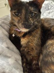 Lost Male Cat last seen Emerald dr y Fulton en mesquite Texas , Mesquite, TX 75150