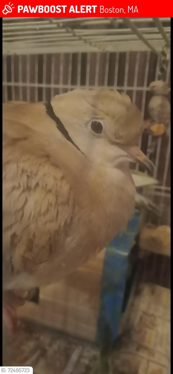 Lost Male Bird last seen Eutaw St.,Marion St., LoPresti park, Boston, MA 02128