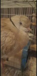 Lost Male Bird last seen Eutaw St.,Marion St., LoPresti park, Boston, MA 02128