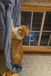 Lost Male Cat last seen Colorado Ave, near Planet Fitness by the lake in Kenner, Kenner, LA 70063