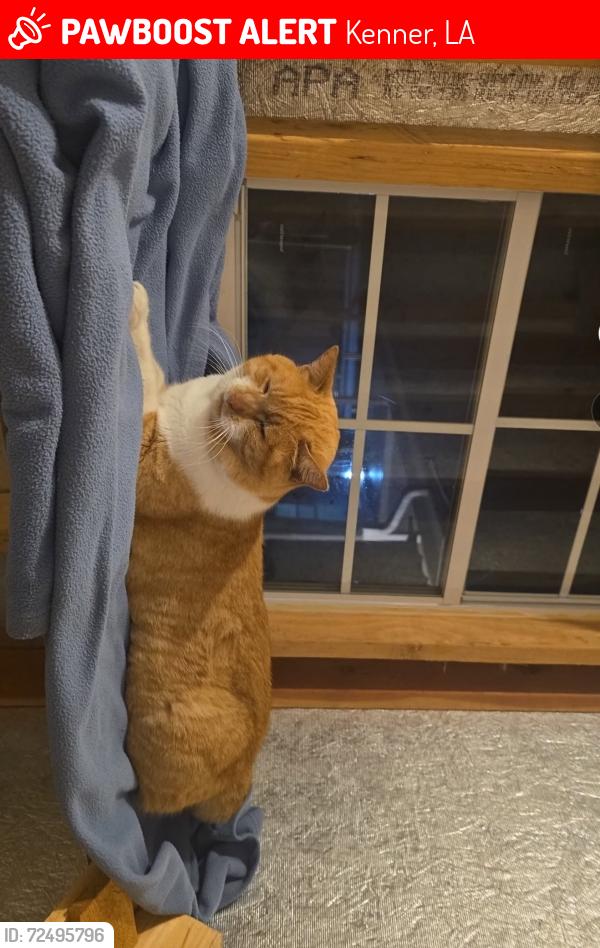 Lost Male Cat last seen Colorado Ave, near Planet Fitness by the lake in Kenner, Kenner, LA 70063