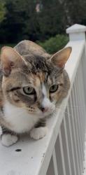 Lost Female Cat last seen Near Connor Dr, Long Grove, IL 60047