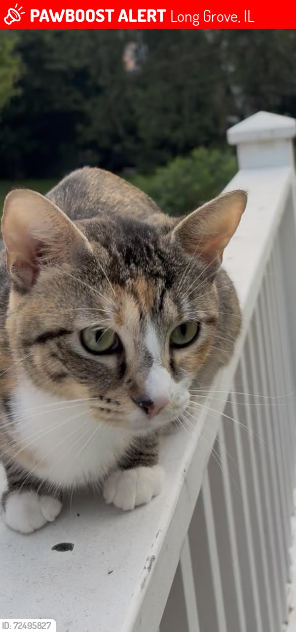 Lost Female Cat last seen Near Connor Dr, Long Grove, IL 60047
