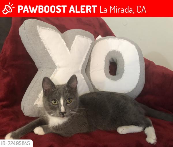 Lost Female Cat last seen Santa Gertrudes Alicante , La Mirada, CA 90604