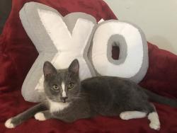 Lost Female Cat last seen Santa Gertrudes Alicante , La Mirada, CA 90604
