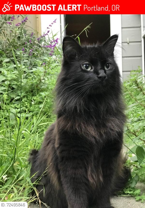 Lost Male Cat last seen Crestwood, Portland, OR 97219