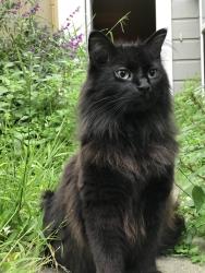 Lost Male Cat last seen Crestwood, Portland, OR 97219