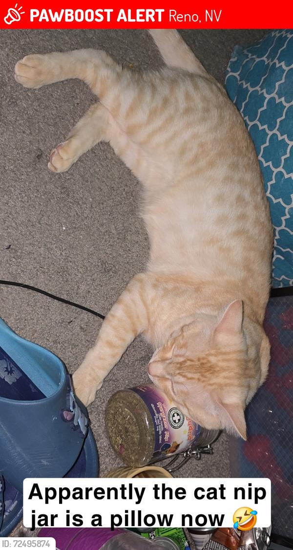 Lost Male Cat last seen Near denslowe drive, Reno, NV 89512