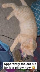 Lost Male Cat last seen Near denslowe drive, Reno, NV 89512