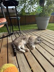 Lost Male Cat last seen 28th Ave W & 210th st, Lynnwood, WA 98036
