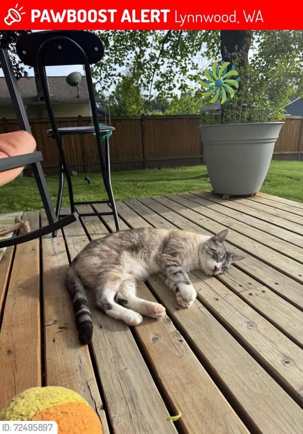 Lost Male Cat last seen 28th Ave W & 210th st, Lynnwood, WA 98036