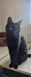 Lost Male Cat last seen Elsinore Ave, Friendship (smith-murphy) park, Malvern Ave & Beach Blvd, Buena Park, CA 90621