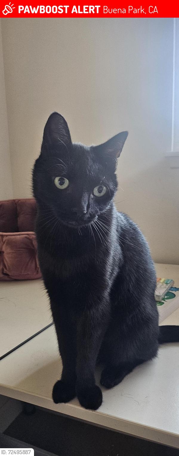 Lost Male Cat last seen Elsinore Ave, Friendship (smith-murphy) park, Malvern Ave & Beach Blvd, Buena Park, CA 90621
