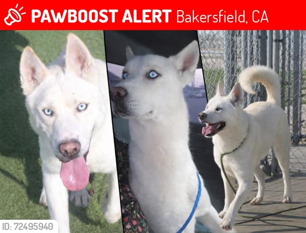 Lost Male Dog last seen Beverly Dr and California Ave, Bakersfield, CA 93307
