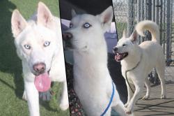 Lost Male Dog last seen Beverly Dr and California Ave, Bakersfield, CA 93307
