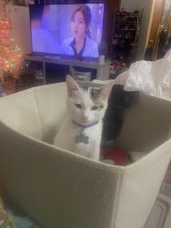 Lost Male Cat last seen 44th and Hydraulic , South Wichita, KS, 67216, Wichita, KS 67216