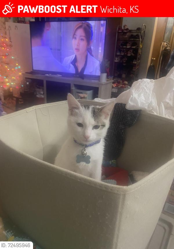 Lost Male Cat last seen 44th and Hydraulic , South Wichita, KS, 67216, Wichita, KS 67216