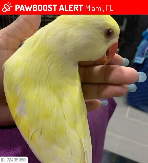 Lost Male Bird last seen Oak creek park , Miami, FL 33196