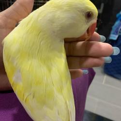 Lost Male Bird last seen Oak creek park , Miami, FL 33196