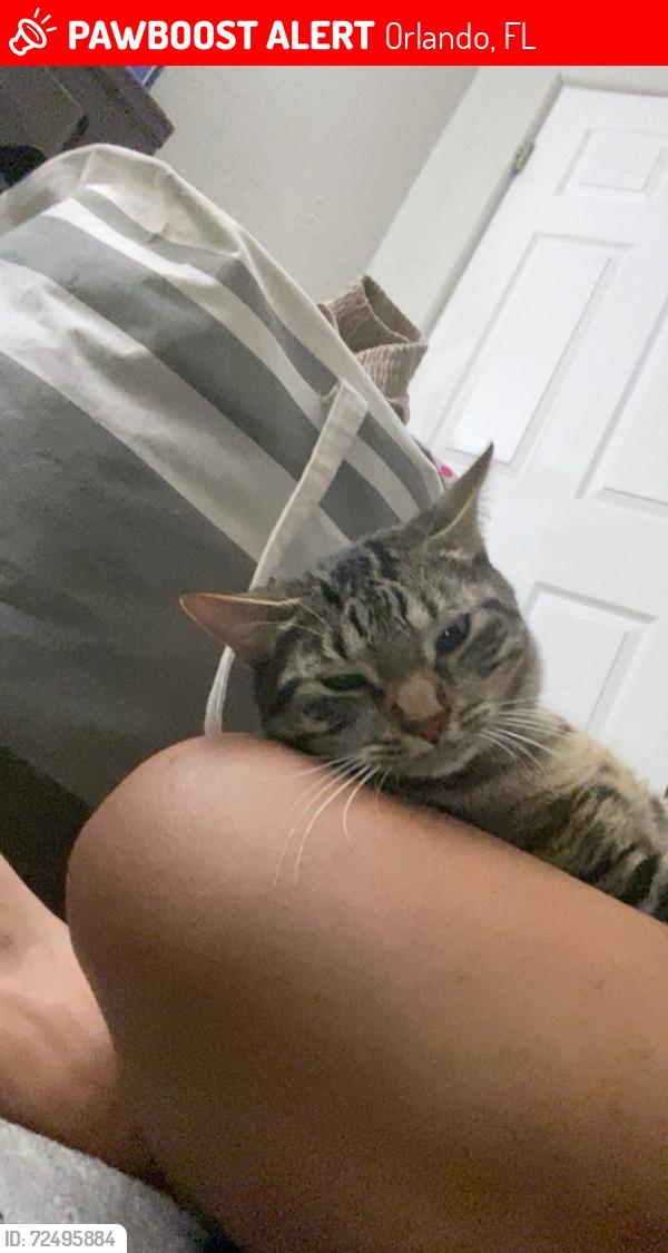 Lost Male Cat last seen Near Bon air Dr 32818, Orlando, FL 32818