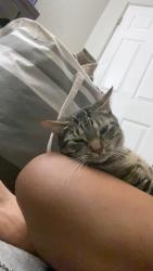 Lost Male Cat last seen Near Bon air Dr 32818, Orlando, FL 32818